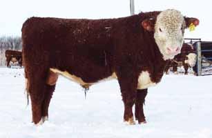CONSIGNOR: JONOMN, Clyde, AB Consigned by: JoNomn Hereford Ranch Consigned by: JoNomn Hereford Ranch Lot 59 JNHR TIMBER KING