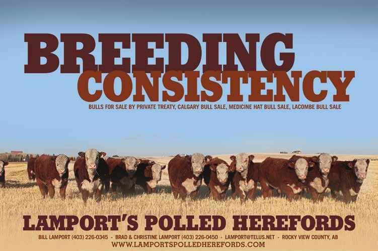 CONSIGNOR: LAMPORT S POLLED HEREFORDS, Rocky View County, AB Consigned by: Lamport s Polled Herefords