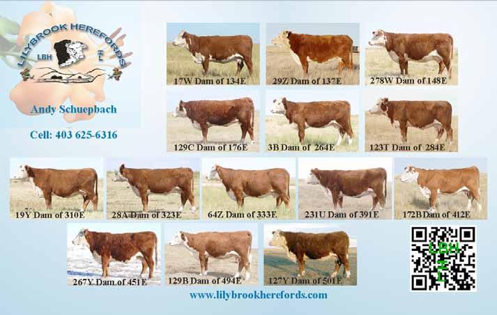 CONSIGNOR: LILYBROOK HEREFORDS INC.