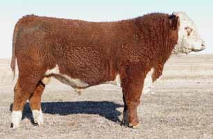 9 Consigned by: Lilybrook Herefords Inc Consigned by: Lilybrook Herefords Inc Lot 70 LBH 39T STERLING 409E Reg C03037997