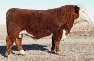 CONSIGNOR: LILYBROOK HEREFORDS INC.