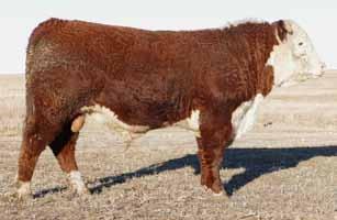 7 Consigned by: Lilybrook Herefords Inc Consigned by: Lilybrook Herefords Inc Lot 76 LBH 25C NORTH STAR LAD 264E Reg C03037242