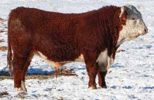 0 Consigned by: Rutledge Herefords Consigned by: Rutledge Herefords Lot 115 RUT 36B HAWKEYE 23E Reg C03039541 Tattoo KMR
