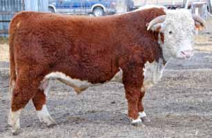 CONSIGNOR: MN HEREFORDS, Rocky View County, AB Consigned by: MN Herefords Consigned by: MN Herefords