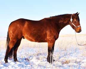 2019 Ranch Horse Sale Lot 707 JZ Quarter Horse Reg 5504020 TWIST OF JAZZ Born 6-Jun-12 Gelding Bay 15.