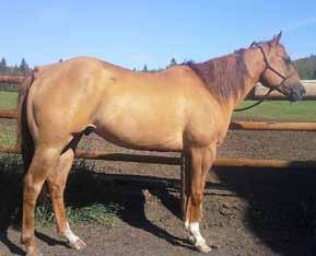 He is big boned, correct made ranch horse that stands up well to long days and hard work. He has been used extensively on a large cow/calf operation since he was 3.