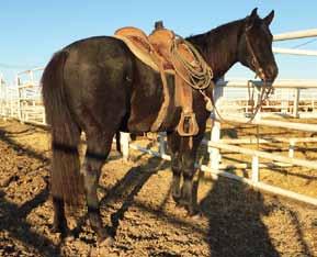 2019 Ranch Horse Sale Lot 710 Rory Quarter Horse Reg 5313465 BNE BLUE BOY TQHR Born 10-Jun-10 Gelding Blue Roan 15.