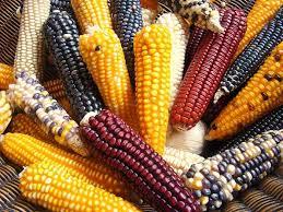 Mayan Food Maize (corn) was one of the most important crops grown by the Maya, so it was a huge part of their diet.