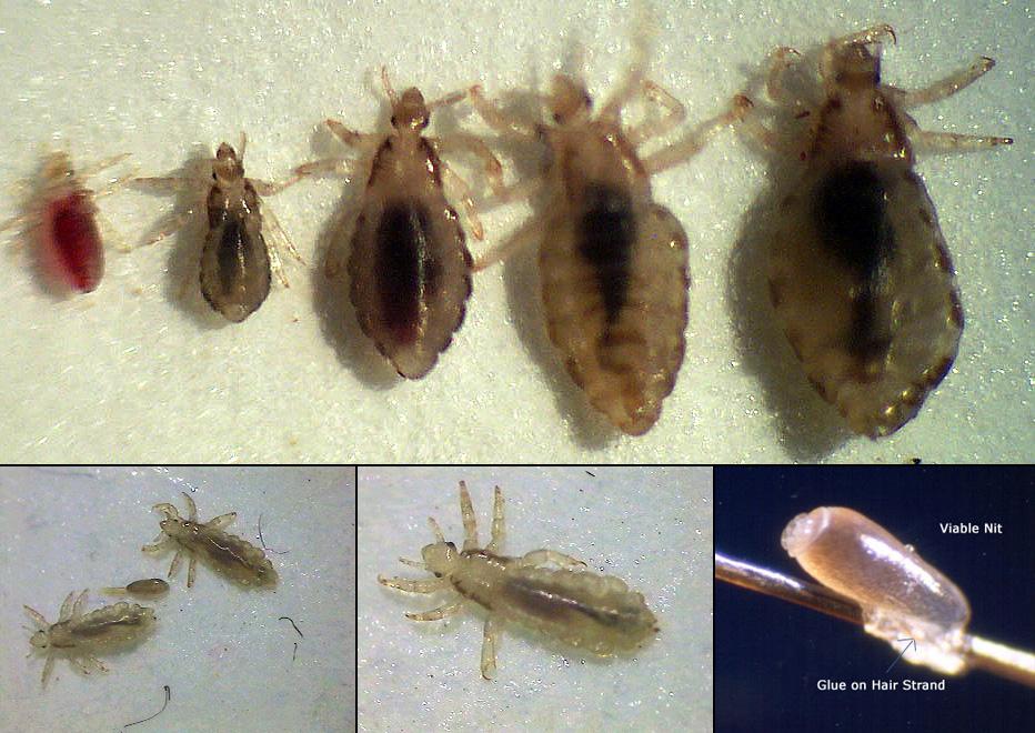 12 Examples f fleas and lice Lifecycle