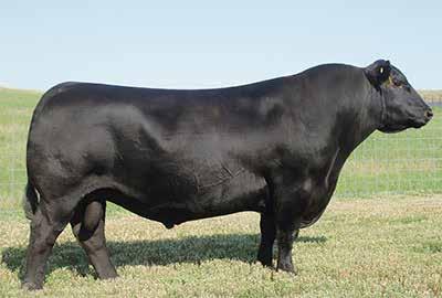 His calves were moderate at birth and exploded until weaning being some of the heaviest calves. They are stamped with his depth of body and easy fleshing ability while maintaining an attractive look.