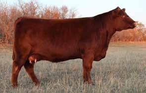 9 51 81 Outcross Genetics Maternal Power Dark Red 3 ET Out RED TERRON REALDEAL of 01W AMF CAF OSF Sale MAF RED WHEEL N DEAL 143Y RED WHEEL AUBURN 89T OSF 88 609 3 49 78 RED WHEEL N DEAL 137E