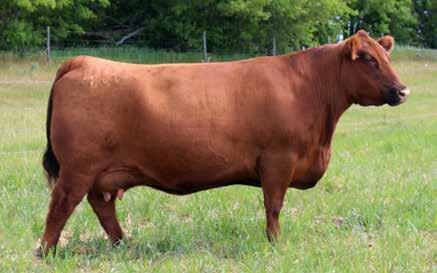 6 48 81 Calving Ease Outcross Genetics Soft Made Used as a clean up sire on our heifers in 2018 Lot 08 23 47 7 M 4 9 $6,000 RC JL KELLY 2232 LFE BA LEWIS 3008B LFE BA JESTRESS 2007W Lost