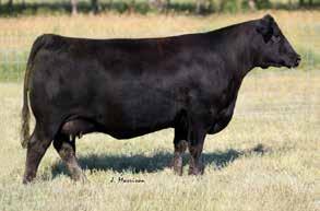 6 48 84 25 49 Curve Ranch Bender Soft Made Stout Featured Homozygous Black Gestation 271 days (11 days early) 12 3.5 M 4.