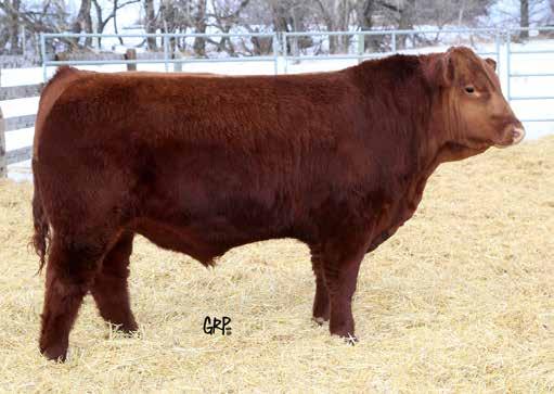 $6,250 Lyndhurst Farms Ltd Lot 25 25 RED WHEEL MAGIC MIKE 26F RED TOWAW INDEED 104H OSF RED BAREL AB MAGIC MIKE 189Z OSF RED BAREL MEG 85N RED TERRON REALDEAL 01W AMF CAF OSF MAF RED WHEEL BECKY 62A