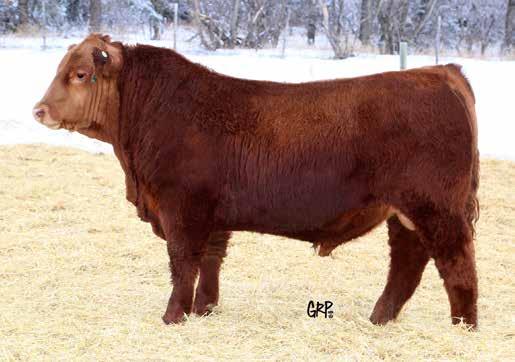 5 Cow Power Wide Hip Udder Quality 30$5,000 2042263 TATTOO MFW 84F BIRTHDATE FEBRUARY 04 2018 RED TOWAW INDEED 104H OSF RED WHEEL BIG DEAL 14Y RED BAREL AB MAGIC MIKE 189Z OSF RED WHEEL AVOT 167B RED