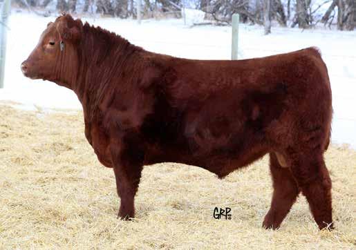 5 Lot 35 Heifer Approved Eye Appeal 36$8,500 RED WHEEL MONOPOLY 41F 2042242 TATTOO MFW 41F BIRTHDATE JANUARY 22 2018 TERRON PARK PLA 18Y RED U2 MAGNUM 200Z RED TERRON