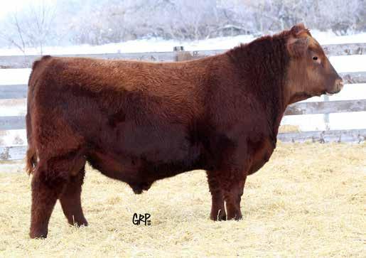 5 Calving Ease With Growth Deep Bodied Gestation 278 days (4 days early) RED WHEEL MONOPOLY 44F Out of Sale 37 2042243 TATTOO MFW 44F BIRTHDATE JANUARY 22 2018 TERRON