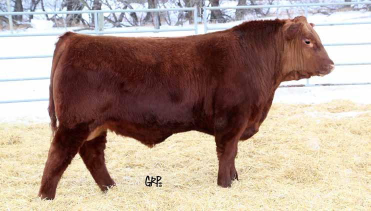 $6,500 Martens Ranch Lot 39 39 RED WHEEL HARD EIGHT 12F 2067301 TATTOO MFW 12F BIRTHDATE JANUARY 15 2018 RED FLYING K MAX 159Y RED SSS HARD EIGHT 800D RED SSS DYNA 688X RED BAREL AB MAGIC MIKE 189Z
