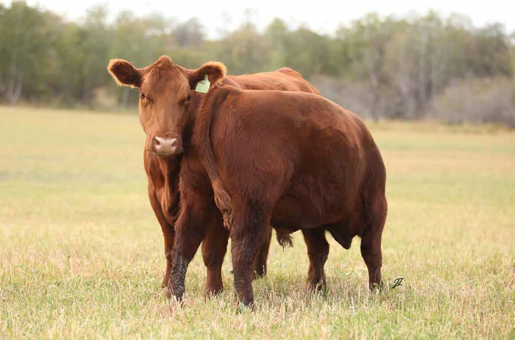 commercialheifers The open replacement heifers have become a feature in the sale. Being limited by the size of our land base makes these heifers now available.