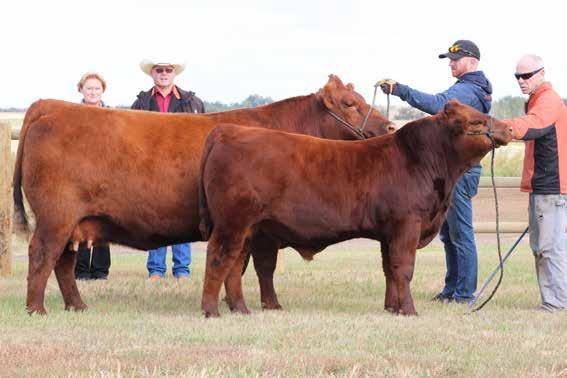 02 Owned with Combest Red Angus Erskine, AB Red Wheel Annie Oakley 8B & Red Wheel BarEL Patriot 60F Summer 2018 We