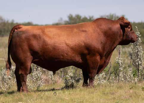 Reference SIRES RED BAREL Anthem Anthem was purchased as a proven herd bull to inject some of the Atlantic City influence back into our herd.