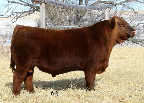 Reference sires RED SSS Hard Eight Hard Eight was purchased to serve in our heifer pen and he has proven to be a true calving ease sire.