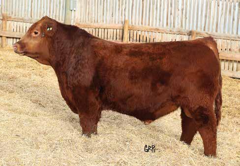 Hard Eight is also a maternal brother to Red SSS Contender who is a popular herd sire at SSS. OWNED WITH YCOULEE LAND & CATTLE PERFORMAN 74 703 1244 EPDS 2.0 ww 21 yw 36 milk 16 ce 8.0 mce 10.