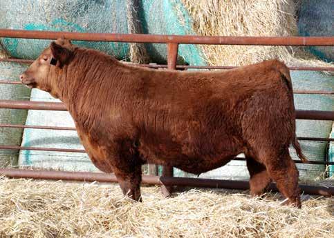 We purchased some semen and bred some of our best females which has produced some of the sale features. Game Face is a rare combination of calving ease and explosive growth.