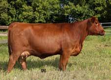 Fertility, udder quality and longevity are traits where he excels. Every daughter made the replacement pen, and his daughters have perfect udders with very small teats.