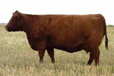 OWNED WITH ALLISON FARMS RED ANGUS PERFORMAN 94 742 1313 EPDS 3.9 ww 47 yw 69 milk 26 ce 13 mce 3.