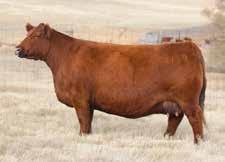 Monopoly is a son of Ter Ron Park Place who is a son of the famous HF Tiger 5T. We wanted to add the short gestation genetics of Tiger into our red cattle.