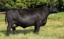 He is a powerful bull that offers an outcross pedigree to most breeding programs.