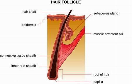 INTRODUCTION Hair is a protein filament that grows through the epidermis from follicles deep within the dermis.