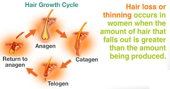 Fig.2: Growth cycle of hair Anagen: the period of active growth. Catagen: the period of breakdown and change. Telogen: the resting stage before resumption of growth.