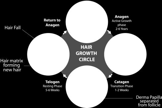 Fig.3: Hair growth cycle Telogen: The section of remaining root sheath still in contact with the papilla is known as the secondary or root germ. It is from this germ that a new hair can grow.