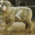WOOL Wool is the most commonly used animal