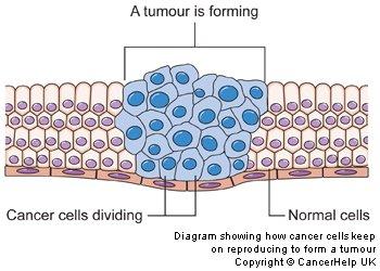 Normal cells are uniform and arranged in tissues in an