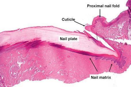 6-hyponichium: fold of skin where dirt accumulates The nail matrix is the layer of cells at the base of the nail. It consists of rapidly dividing skin cells that soon fill with the protein keratin.