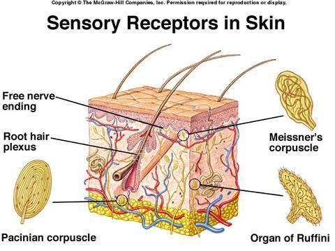 Sensory receptors: Sensory receptors are divided into 2 types. I.