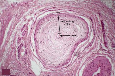 plexus Sensory neuron surrounding(wrapping around) the basal part of hair follicle which detects the movement of the