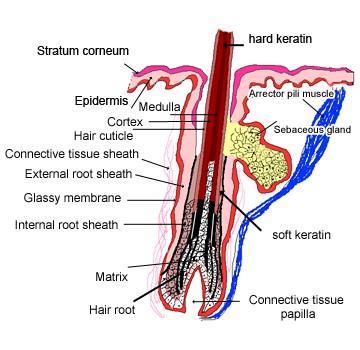 Skin appendages: accessory structures of the skin, the dermis and epidermis and all the accessory structures form the integumentary system and we can find inside the skin appendages like the hair
