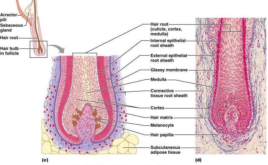 At the base of the hair bulb, the dermis invaginates inside the hair bulb and forms a dermal papilla (hair papilla to differentiate it from dermal papilla of the dermis ), since it s similar to the