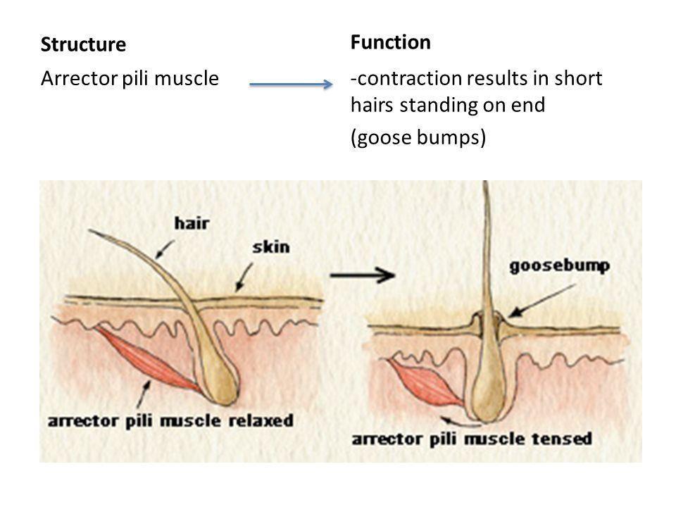 Arrector pili muscle: (Pilli in Latin is hair and processes of removing hair is called depilatory )Arrector because it causes erection to the hair, pili: hairs.