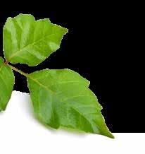 The symptoms of an allergic reaction to poison ivy are as follows: Pain and rash Itching Formation of bumps and blisters in the affected area Oozing liquid released by broken blisters Drying up of