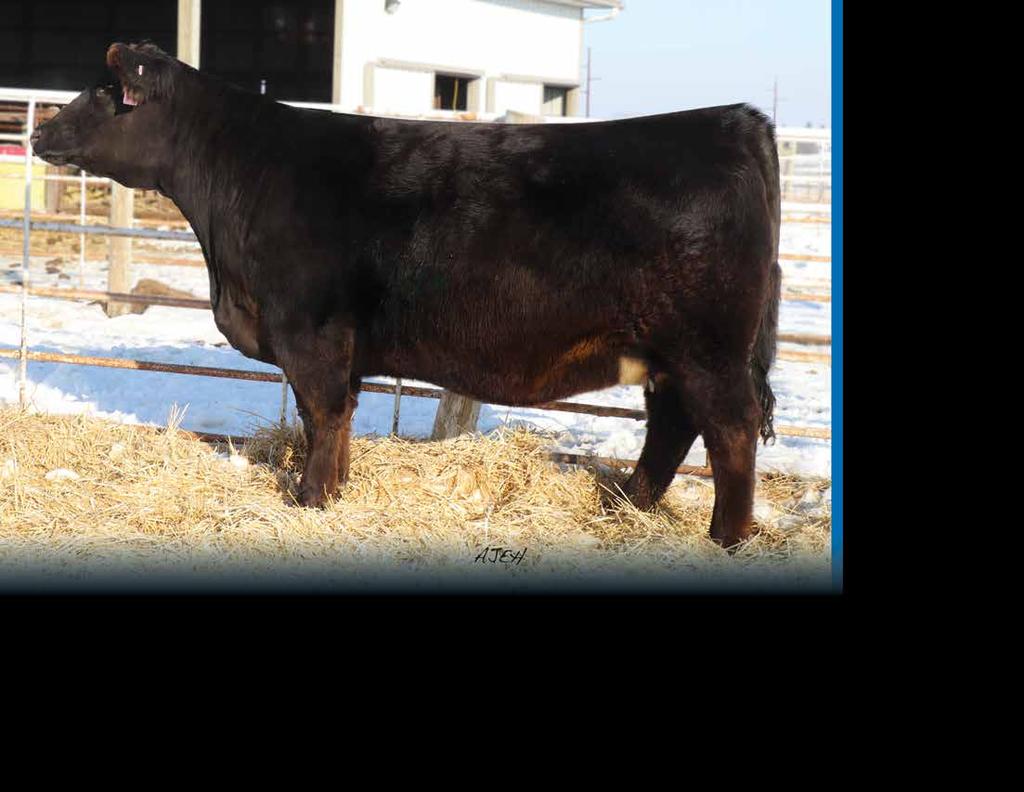 Lot 14 Black Double Polled 5/8 SM 3/8 AN Female ASA#3299552 Tattoo: E161S BD: 4-2-17 Act : 62 ET W/C United 956Y W/C EXECUVE ORDER 8543B Miss