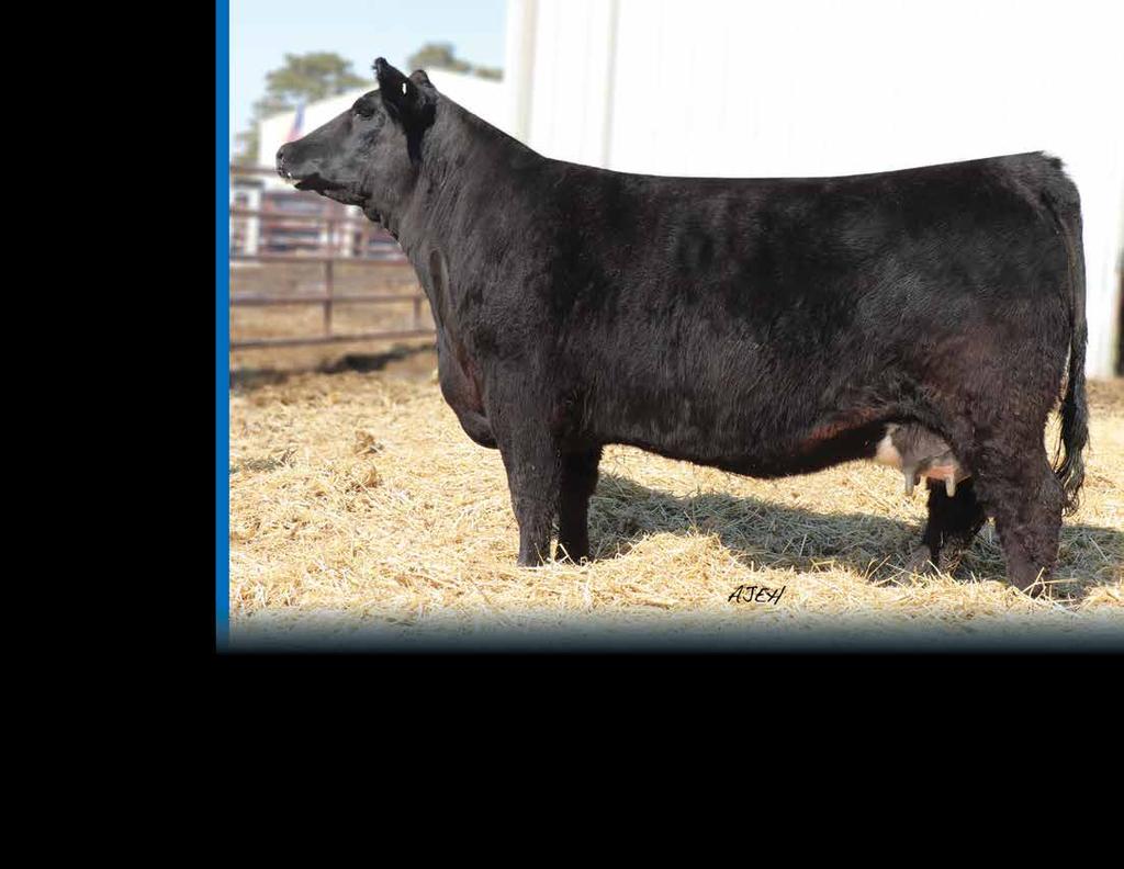 Lot 15 Black Polled 1/2 SM 1/2 AN Female ASA#3542906 Tattoo: 751E BD: 2-17-17 Act : 92 ET VA First Round CHESTNUT KNOCK OUT 204 Chestnut Queen Lucy 028 CNS Dream On L186 HS STOP AND STARE U118L HHSF
