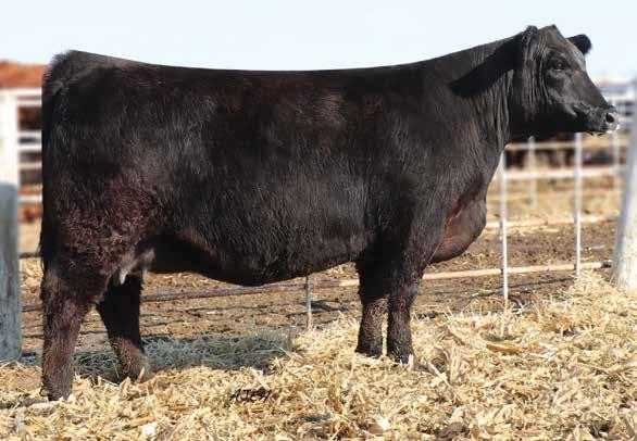 Lot 20 W/C United 956Y W/C EXECUVE ORDER 8543B Miss Werning KP 8543U Dameron First Impression HILB/SHER AT 1ST SIGHT HS Stop And Stare U118L 12 -.8 69 106.