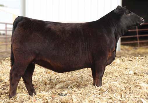 Spring Opens ATTENON JUNIORS! We picked a few younger heifers to feature in this sale that we thought could be fun projects for summer shows.