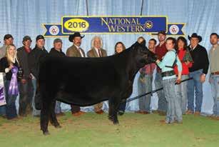 55 128 70 Sire Pedigree: S A V Bismarck 5682 x Bushs Blackbird 8708 Lot 39 Lot 40 SELLING 3 IVF SEXED HEIFER EMBRYOS SC Pay The Price x HILB/SHER Undeniable Grace SC Pay The Price C11 SELLING 3 IVF