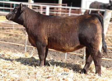 Be sure to check these girls out on sale day! Lot 49 30 M M 13.8 64 94.19 7 25 57 15 6.8 23.1 -.48.